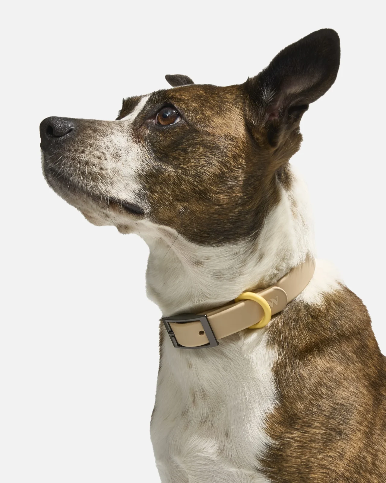 Waterproof Dog Collar - Image 2