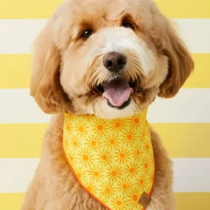 Here Comes the Sun Dog Bandana (Made in the USA) (FINAL SALE)