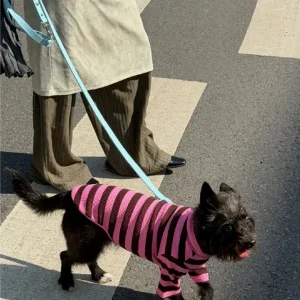 Ribbed Dog Shirt in Cheshire