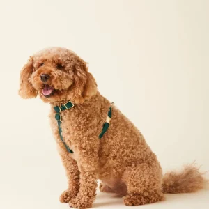 Evergreen Dog Harness (FINAL SALE)