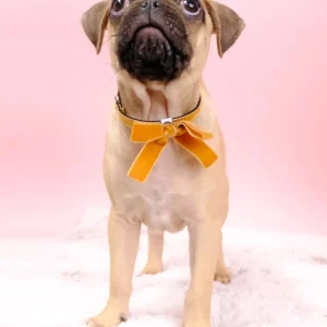 Velvet Bow Dog Collar Accessory in Bella (Made in the USA)