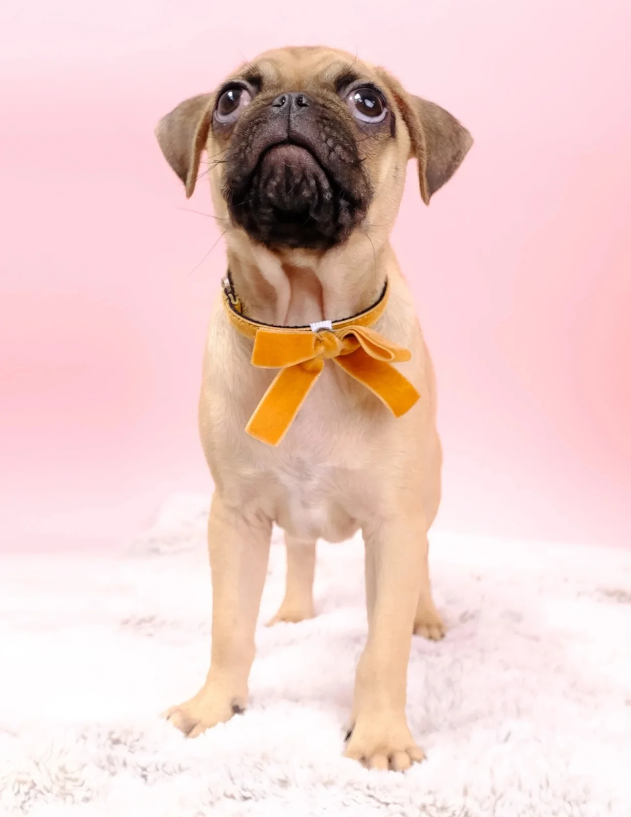 Velvet Bow Dog Collar Accessory in Bella (Made in the USA)