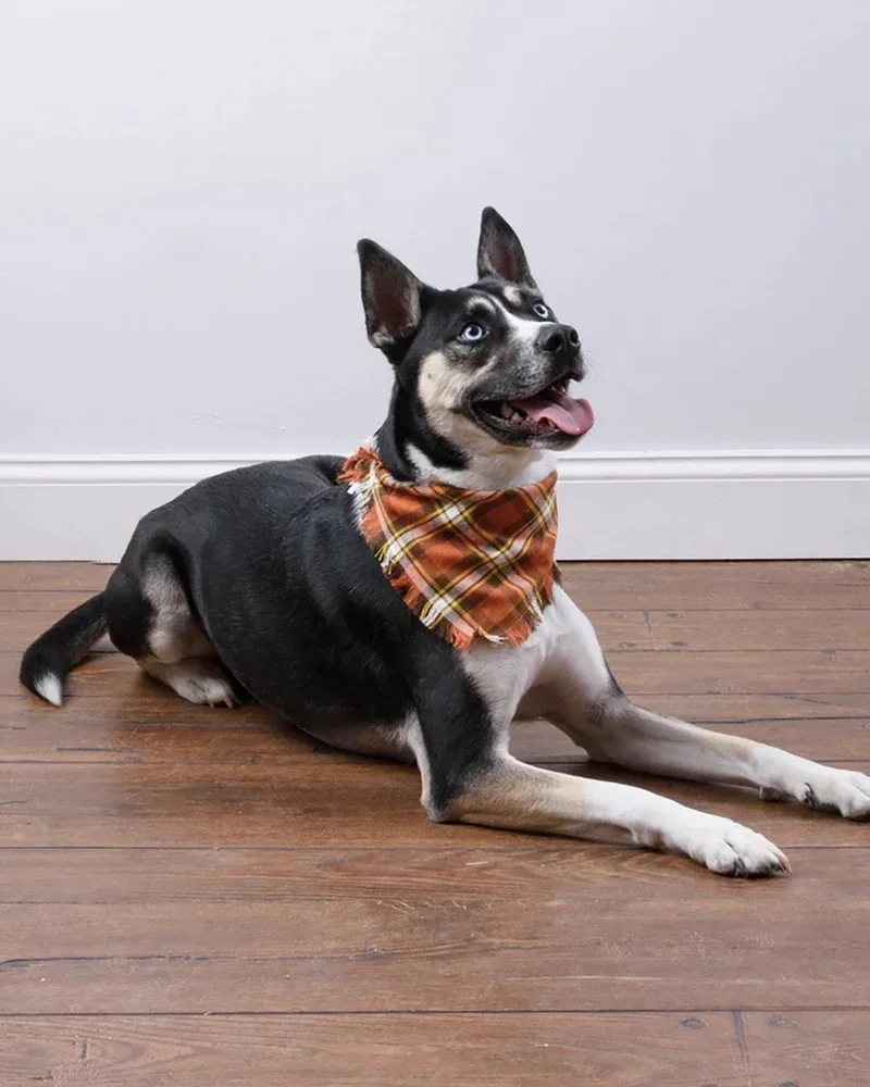 Fall Plaid Dog Banana Set (3-Pack) (FINAL SALE)