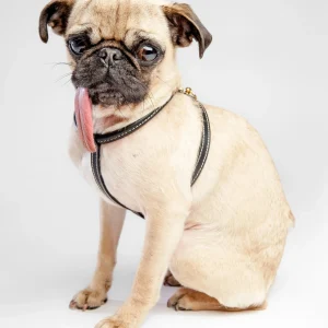 Italian Leather Dog Harness in Classic Black