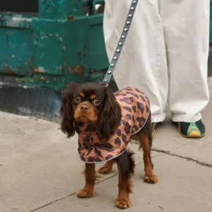 Cougar Dog Raincoat