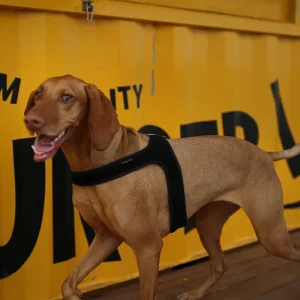 Town Slip-On Dog Harness