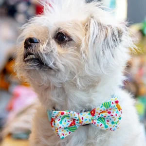 Celebrate Pet Bow Tie