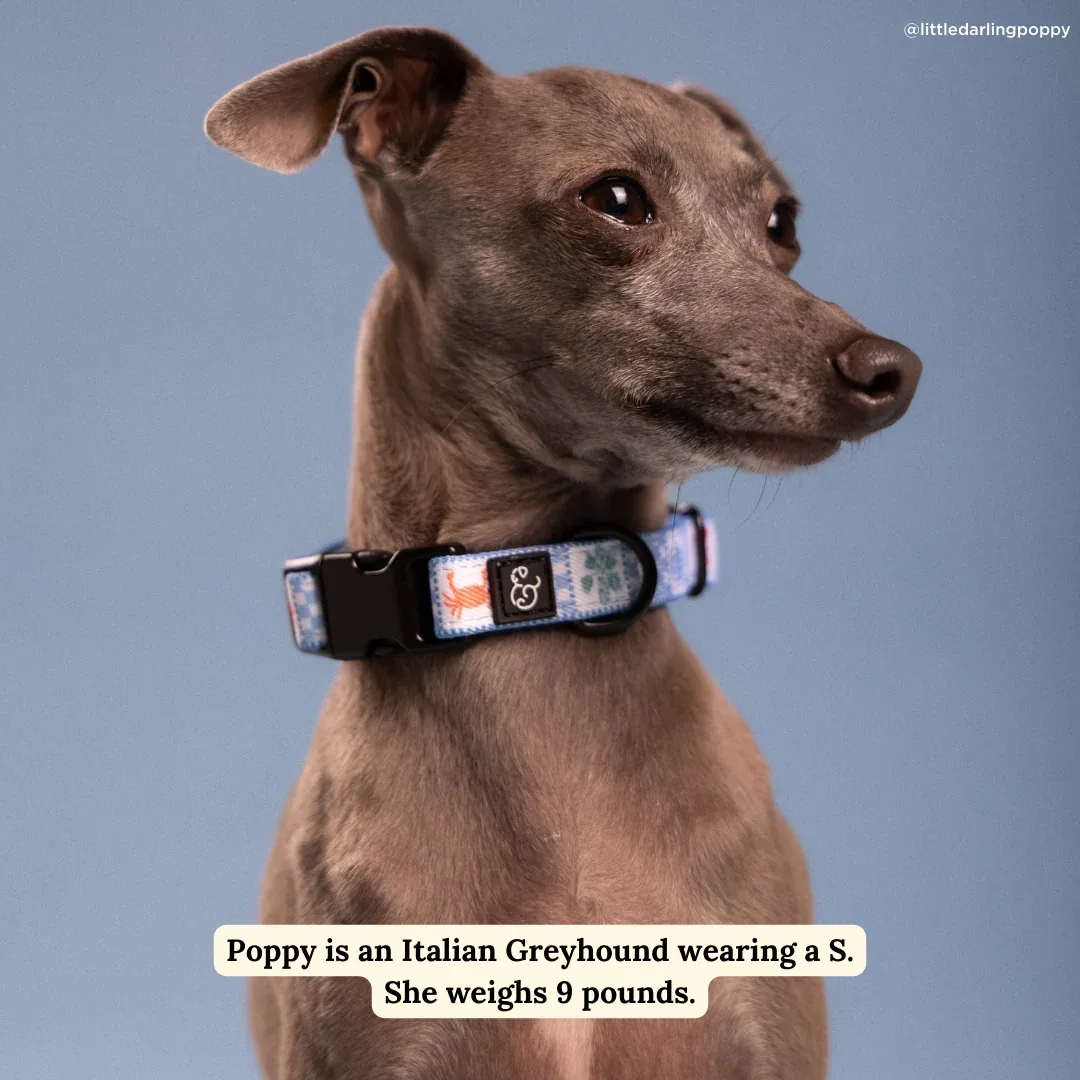 Sunny in Sicily Collar - Image 2