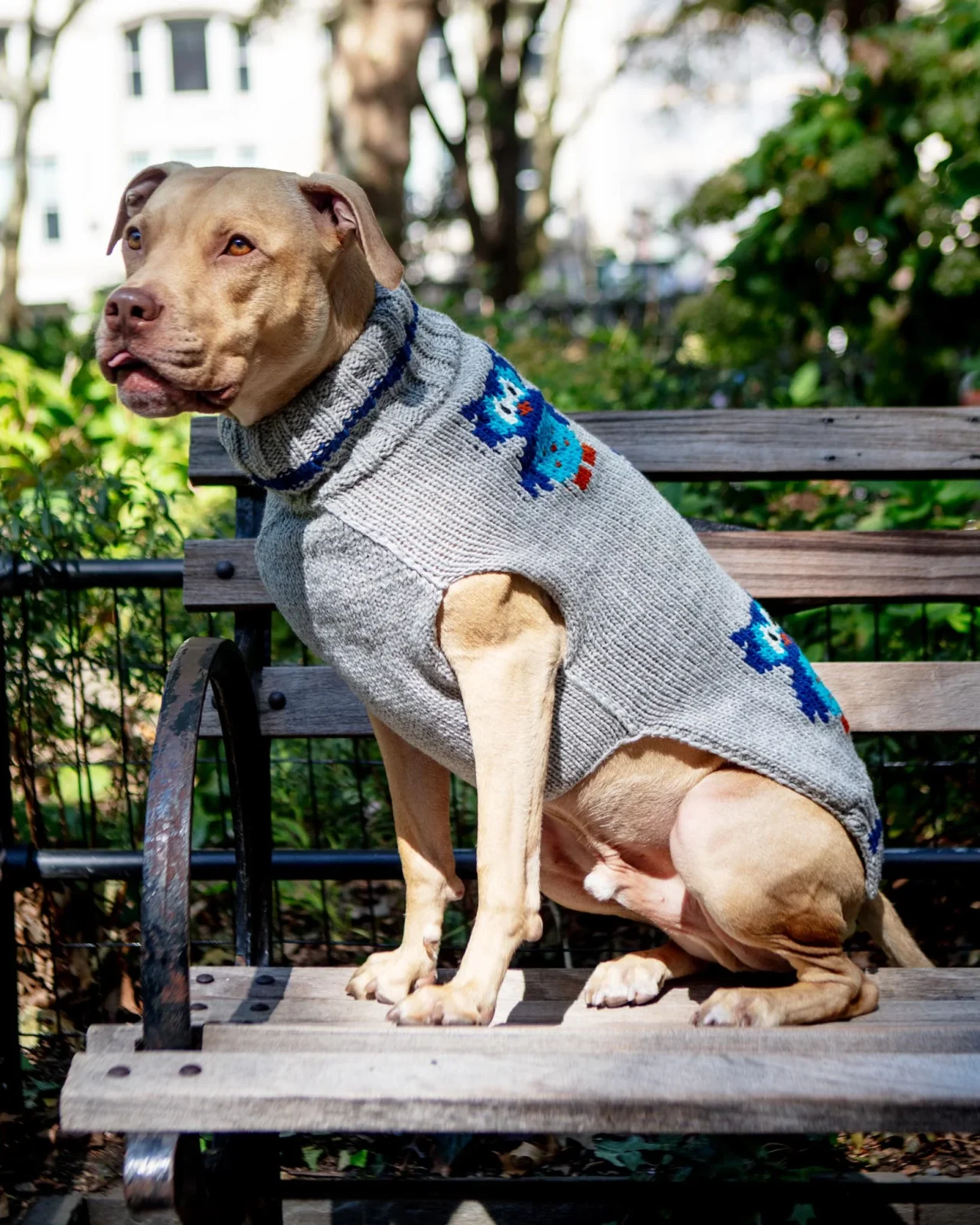 Owls are a Hoot Wool Dog Sweater - Image 2