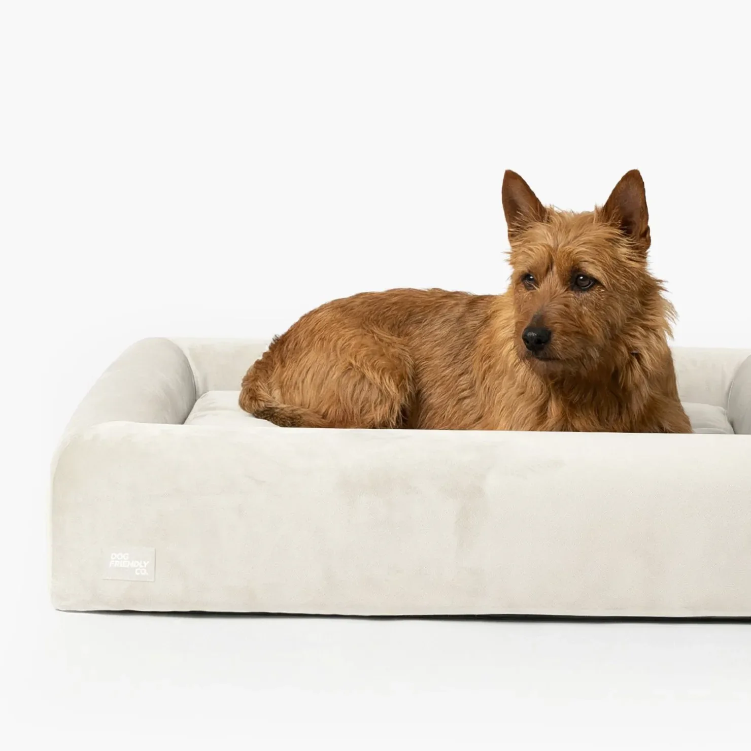 Premium Orthopedic Memory Foam Dog Bed - Beige (Large) (LP) - Image 2