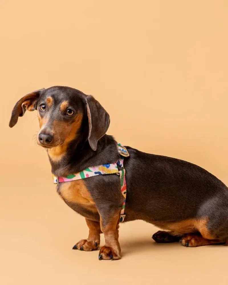 Gaston Step-In Dog Harness (CLEARANCE) - Image 2