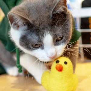 Little Chick Natural Wool Catnip Cat Toy