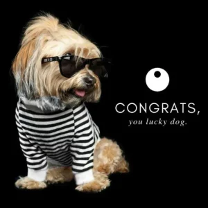 DOG & CO. | Gift Card