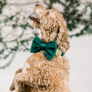 Forest Green Velvet Dog Bow Tie