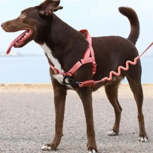 SofterWalk No-Pull Dog Harness in Canyon (FINAL SALE)