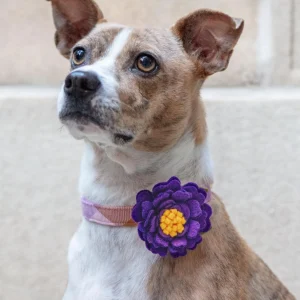 Peony Dog Collar Flower in Purple Rain