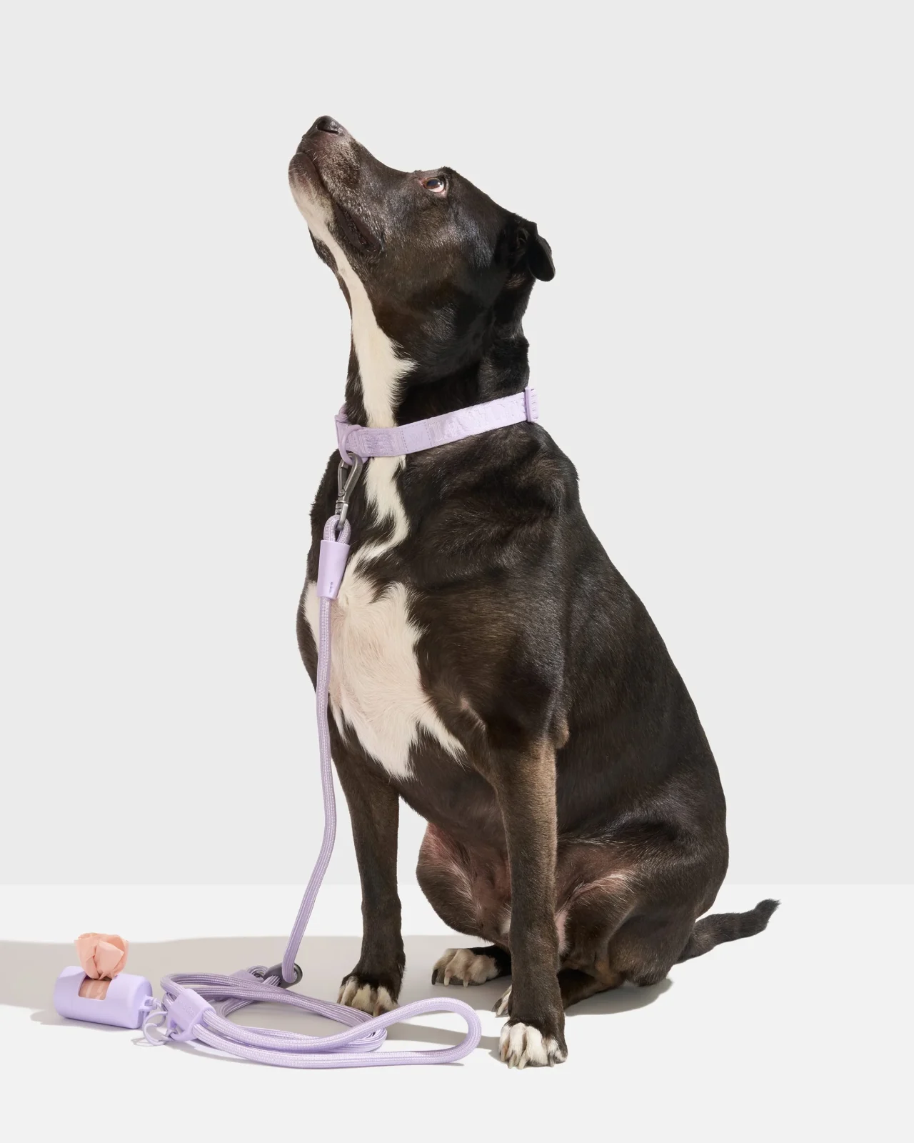 Quick-Release Collar + Hands-Free Rope Leash Walk Kit - Image 2