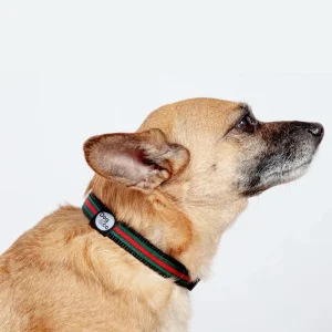 Luxe Green & Red Stripe Dog Collar (Made in NYC)