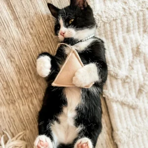 Tea Time Catnip Toy
