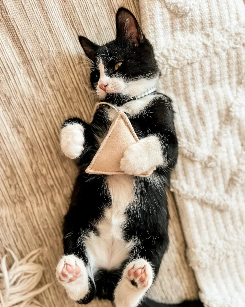 Tea Time Catnip Toy