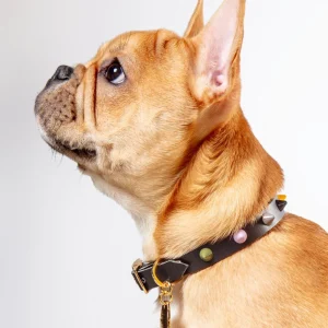 Smooth Spike Dog Collar in Rocky Noir (FINAL SALE)