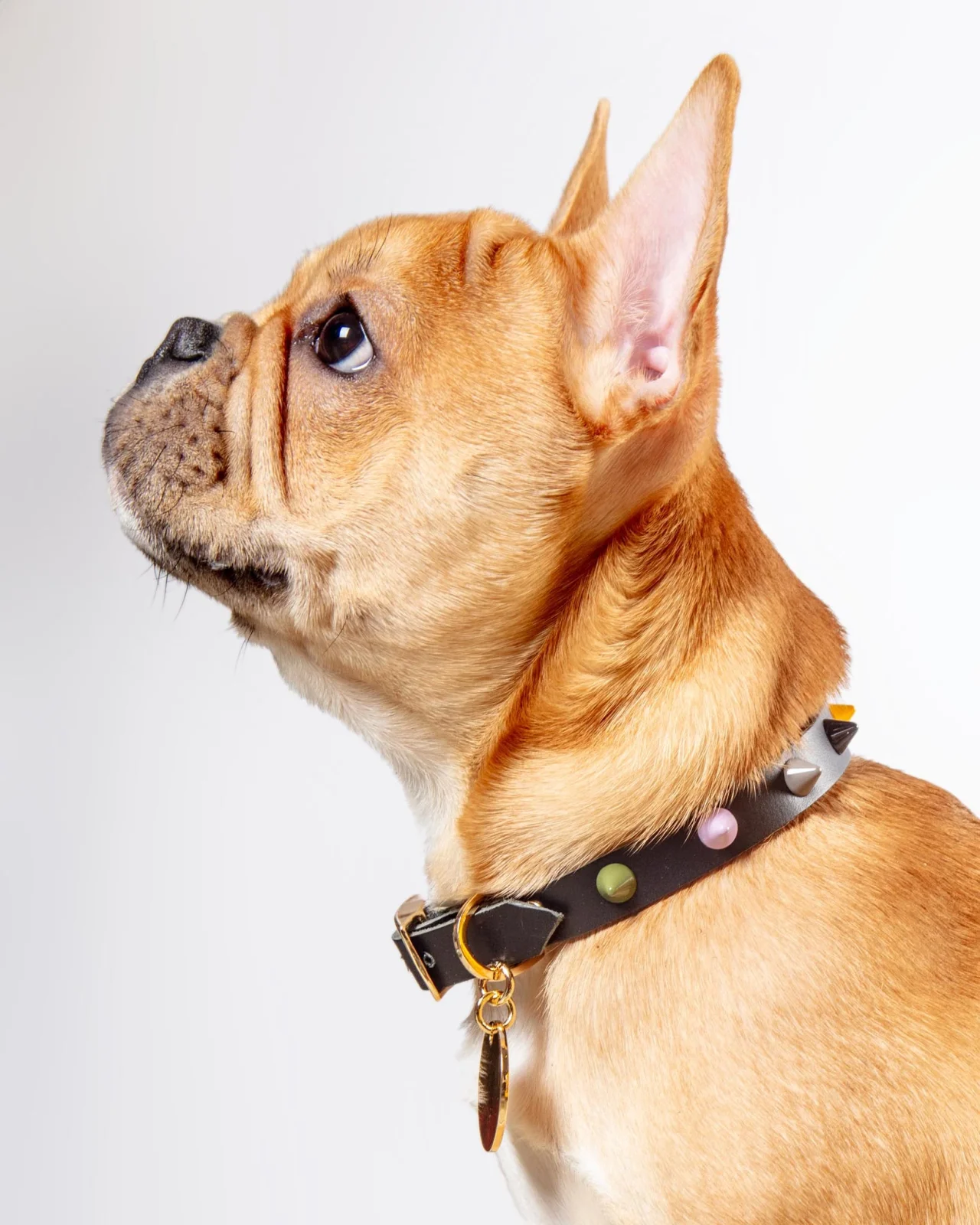 Smooth Spike Dog Collar in Rocky Noir (FINAL SALE)