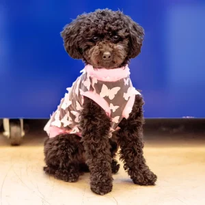 Butterfly Mesh Dog Shirt (Made in the USA) (FINAL SALE)