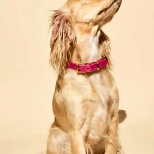 Butter Leather Dog Collar in Flamingo (Made in Austria)