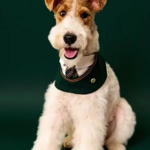 Ivy - Handmade Green Preppy Dog Accessory