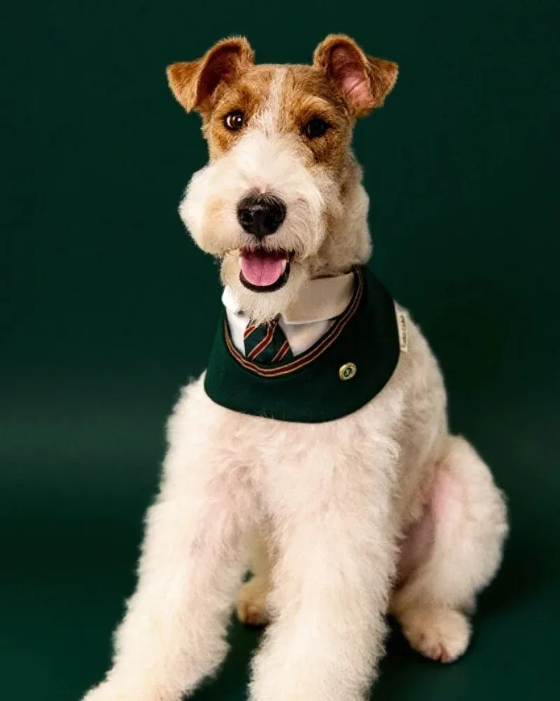 Ivy - Handmade Green Preppy Dog Accessory