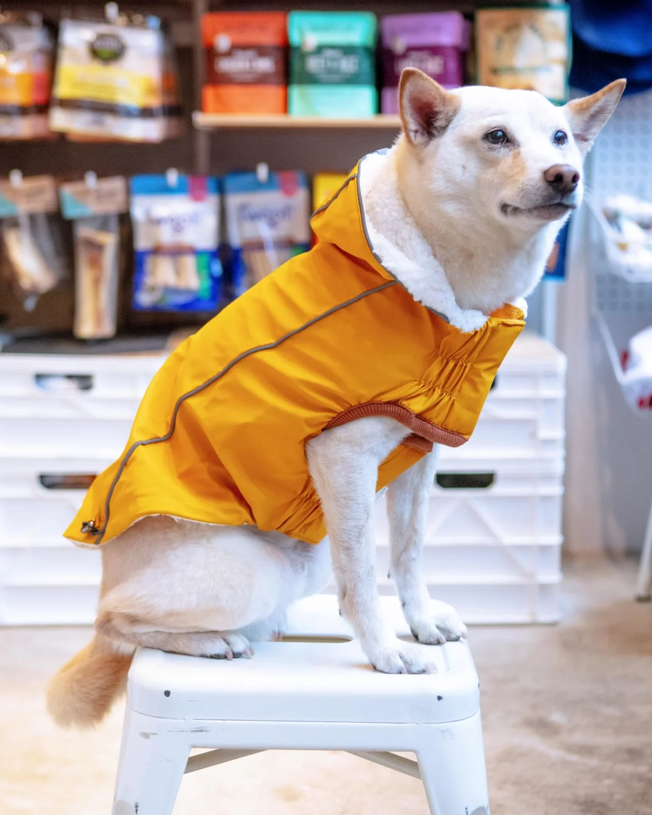Insulated Dog Raincoat in Yellow