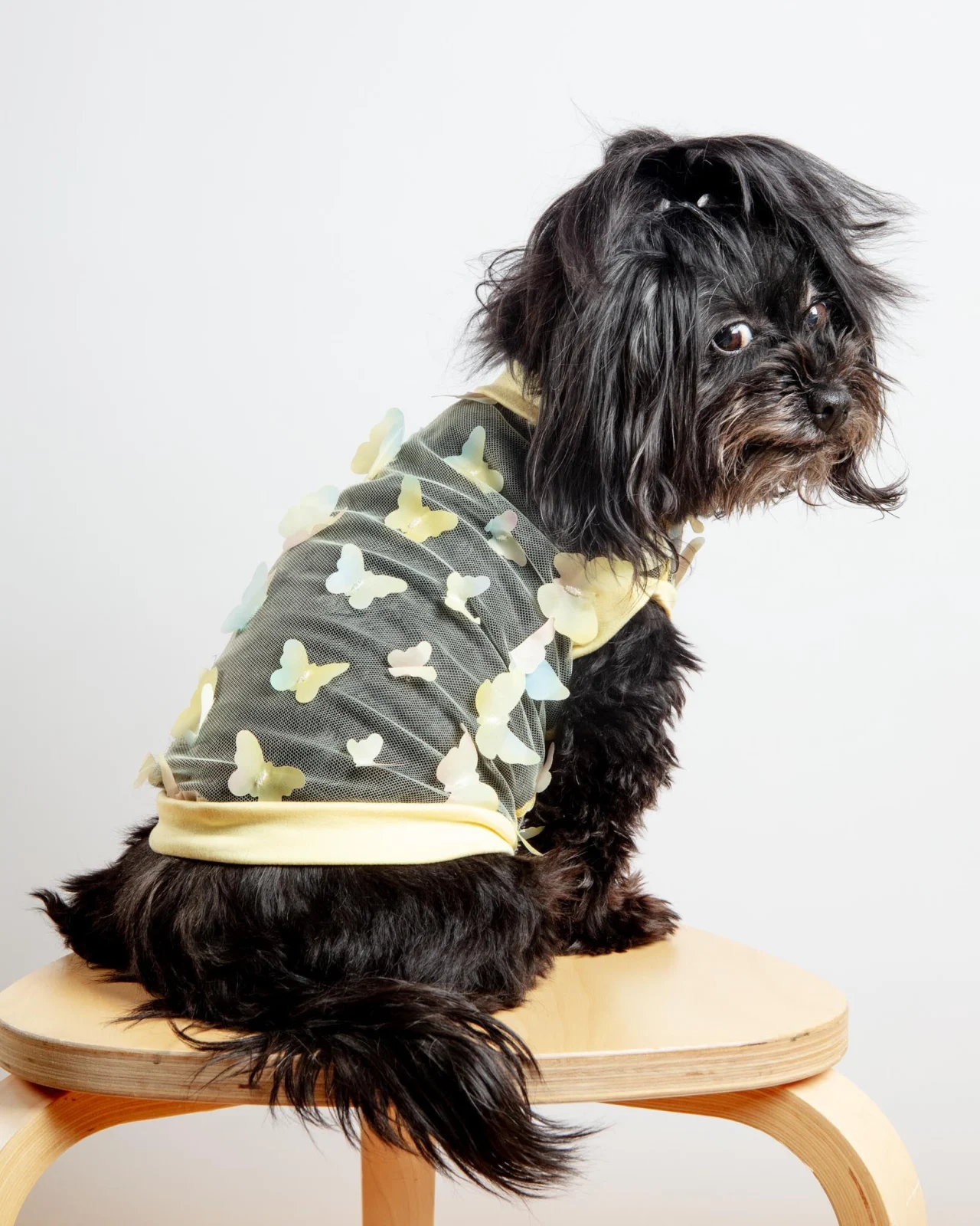 Butterfly Mesh Dog Shirt in Yellow Ombre (Made in the USA) (FINAL SALE)