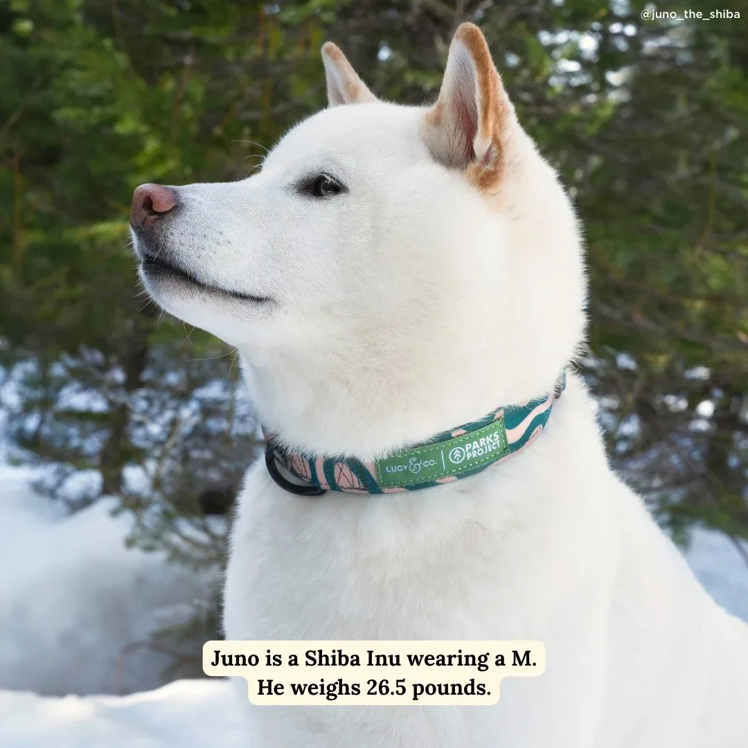 Lucy & Co. x Parks Project Geyser Collar - Image 2