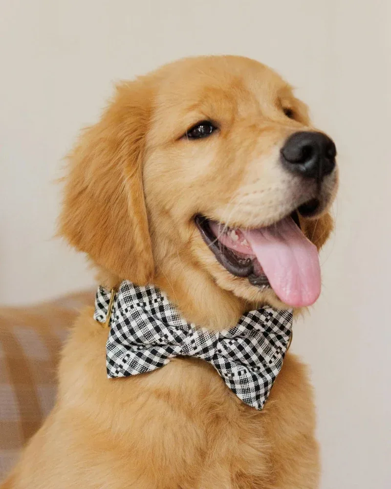 HTH x TFD Soho Dog Bow Tie (Made in the USA) (FINAL SALE)