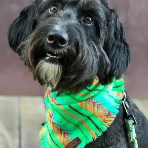 Aztec Boho Dog Bandana (FINAL SALE)