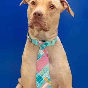 Multi Patch Madras Pet Neck Tie (FINAL SALE)