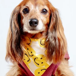 Smile Dog Bandana (FINAL SALE)