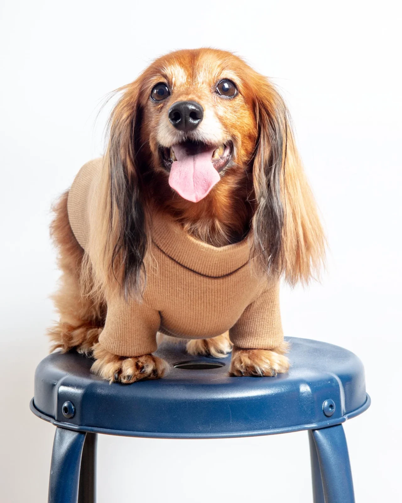 Toffee Organic Pima Cotton Dog Shirt (FINAL SALE) - Image 2