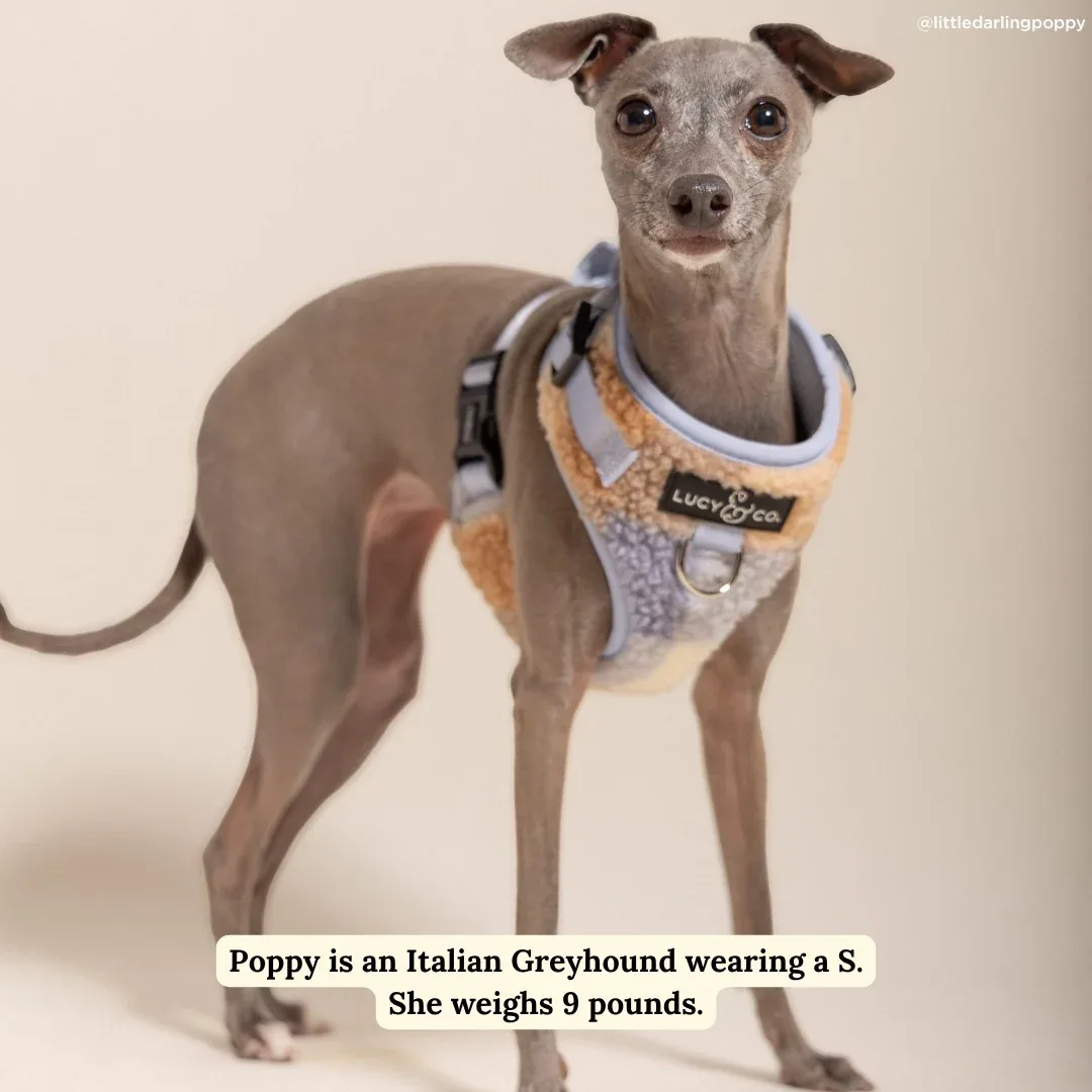 Blue Check Fleece No-Pull Harness - Image 2