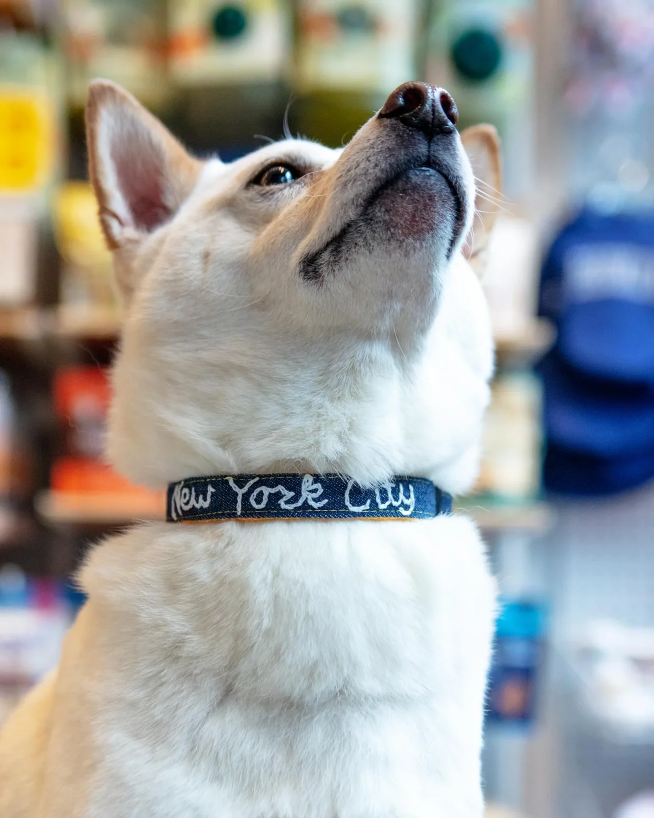 Hand Embroidered "New York City" Dog Collar in Dark Denim (Made in the USA)