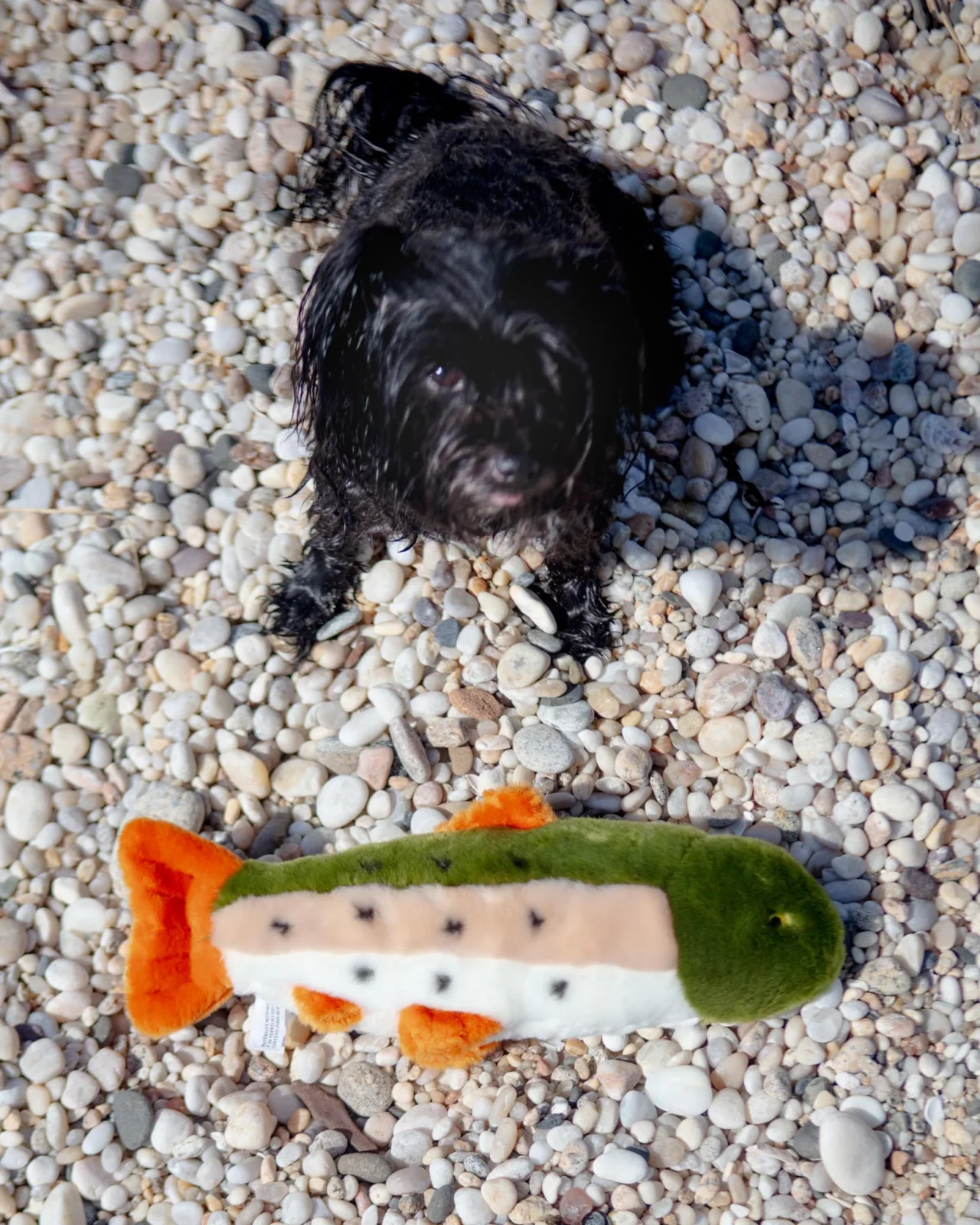 Ruby the Rainbow Trout Plush Dog Toy
