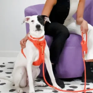 Huggie Dog Harness in Spice(FINAL SALE)