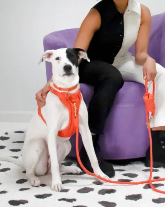 Huggie Dog Harness in Spice(FINAL SALE)