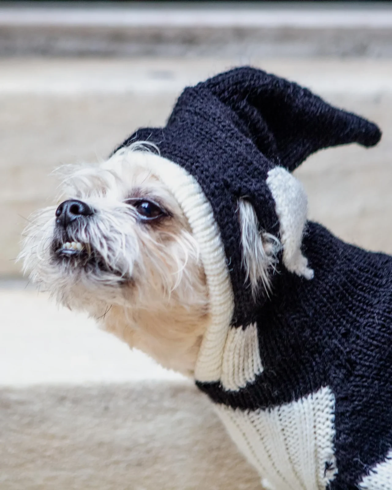 Orca Whale Handknit Dog Sweater w/ Hood (FINAL SALE) - Image 2