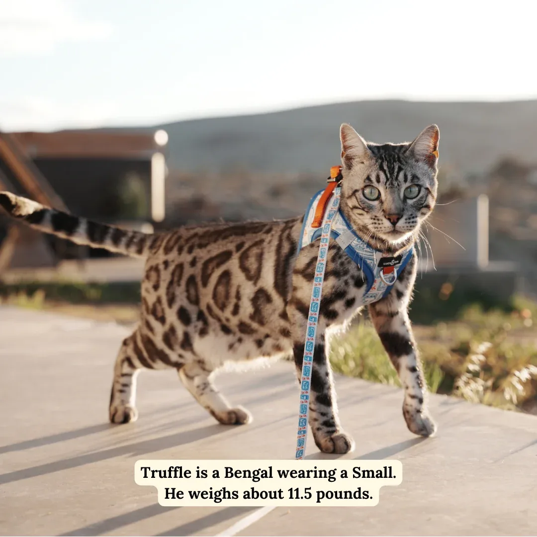Tinned Fish Step-in Cat Harness - Image 2