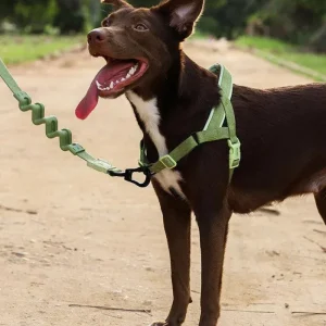 SofterWalk No-Pull Dog Harness in Moss (FINAL SALE)