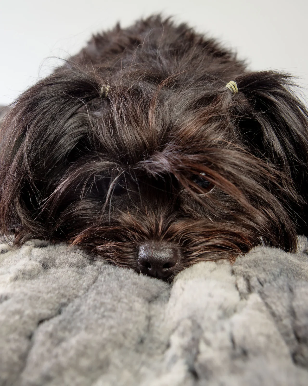 Luxe Granite Plush Dog Blanket (Made in the USA) - Image 2