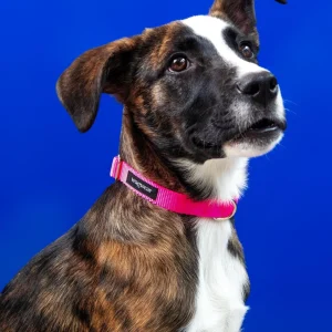 Nylon Metropolitan Collar in Neon Pink (Made in the USA)