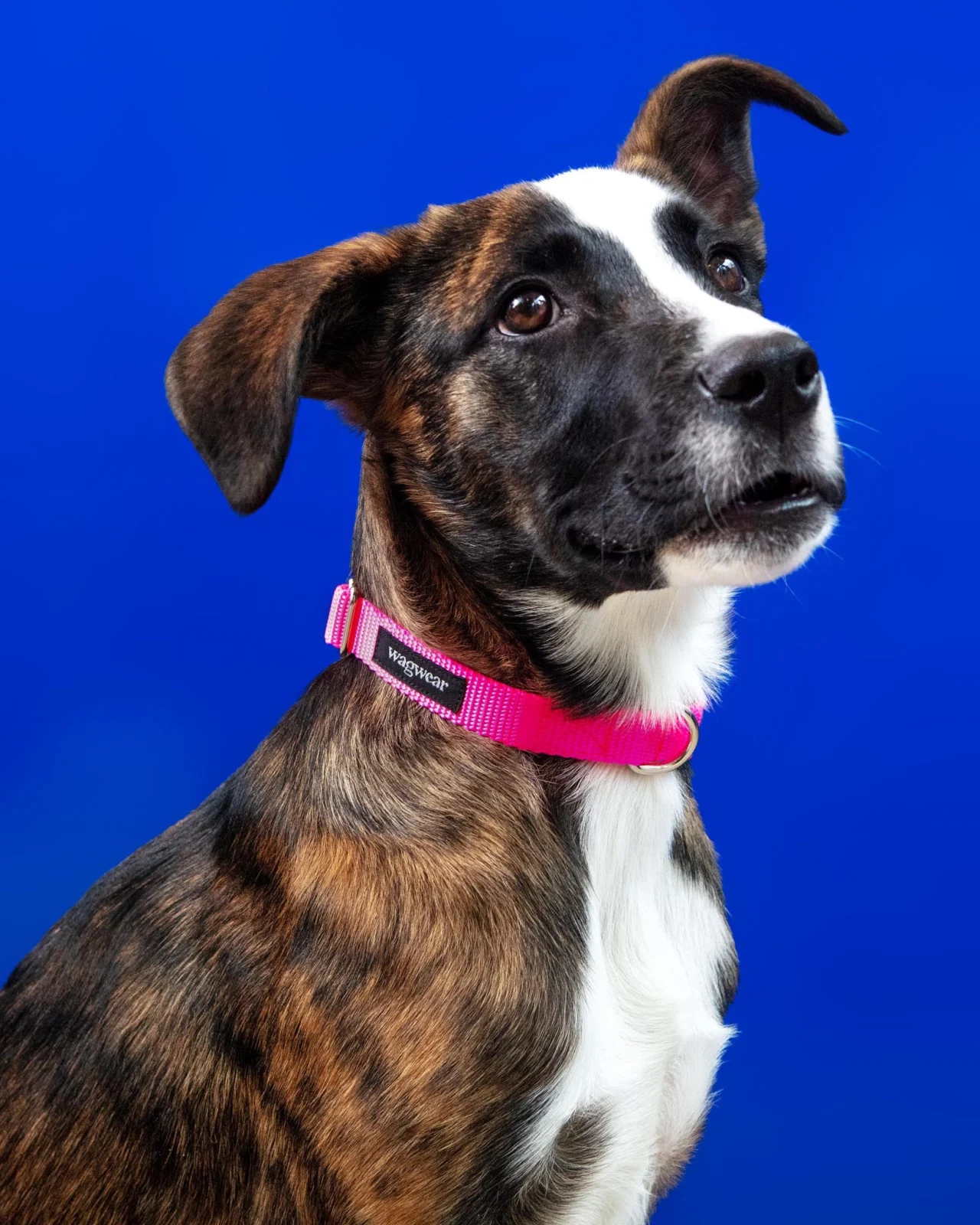 Nylon Metropolitan Collar in Neon Pink (Made in the USA)