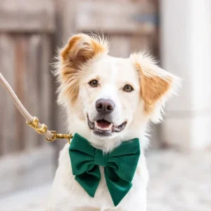 Forest Green Velvet Lady Dog Bow Tie (Made in the USA)